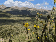 Processed image of yellow flowers on a mountain